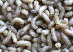 Červ bílý 100ml 3