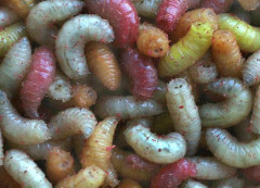 Červ barevný MX 100ml 3